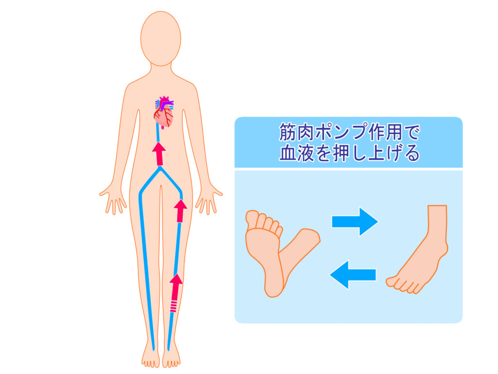 ふくらはぎの働き解説イラスト