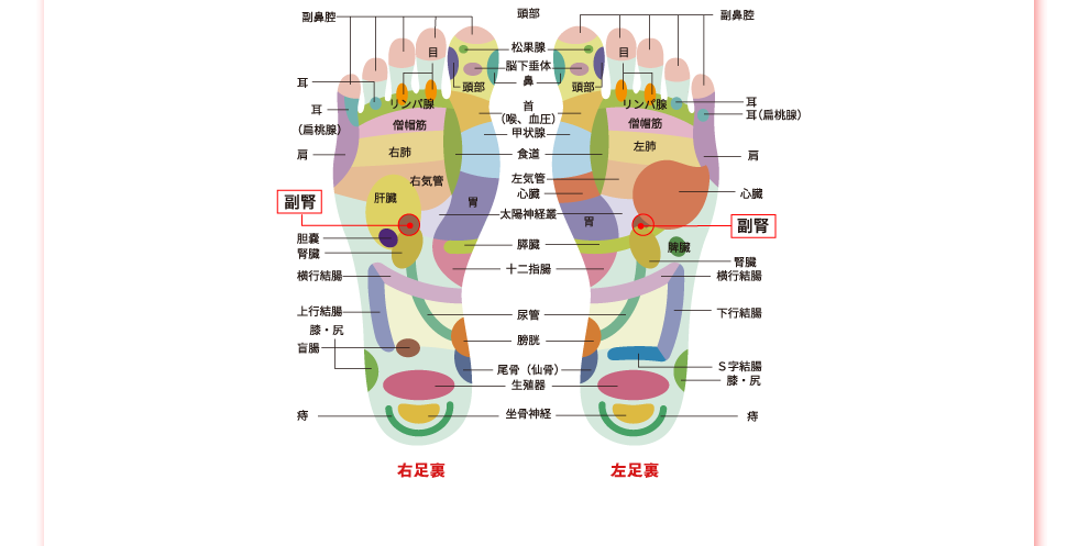 足裏のツボ全図