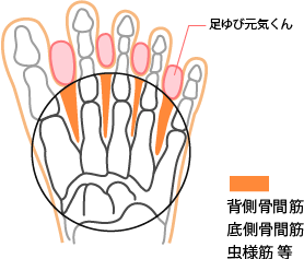 背側骨間筋、底側骨間筋、虫様筋 等と足ゆび元気くんの図