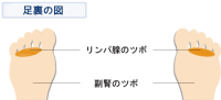 足裏の図　リンパ腺のツボ　副腎のツボ