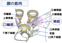 顔の筋肉図